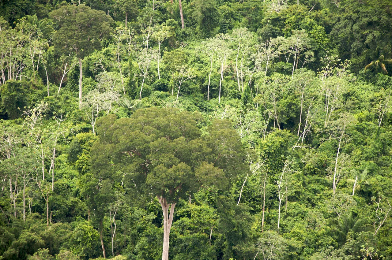 Gran árbol, Department of Santa Cruz