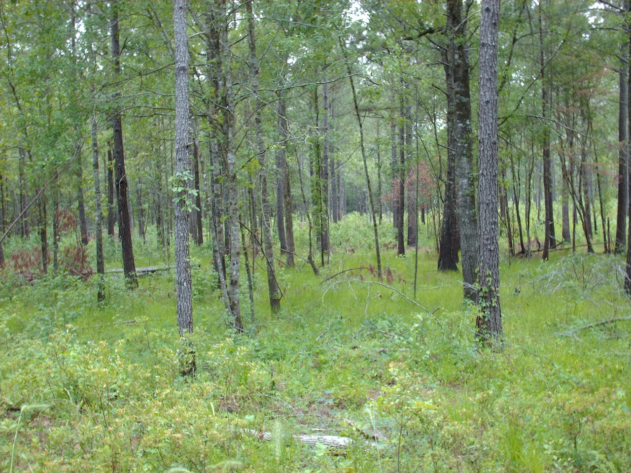 Francis Marion National Forest, South Carolina. Picture in the forest taken by me.